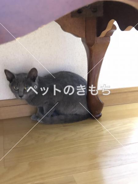 保護猫の画像