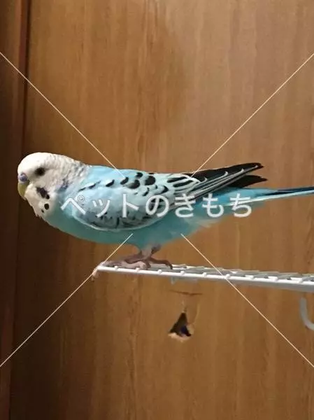 迷子鳥の画像