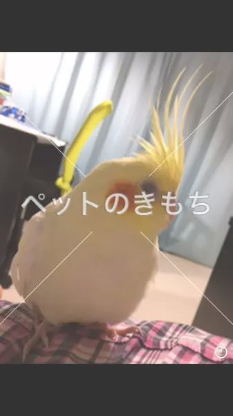 迷子鳥の画像