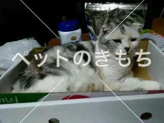 迷子猫の画像
