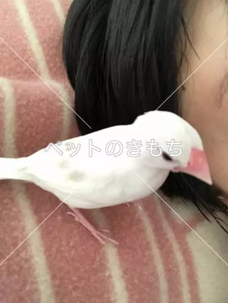 迷子鳥の画像