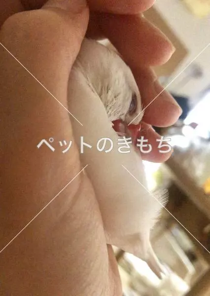 コメント投稿の画像