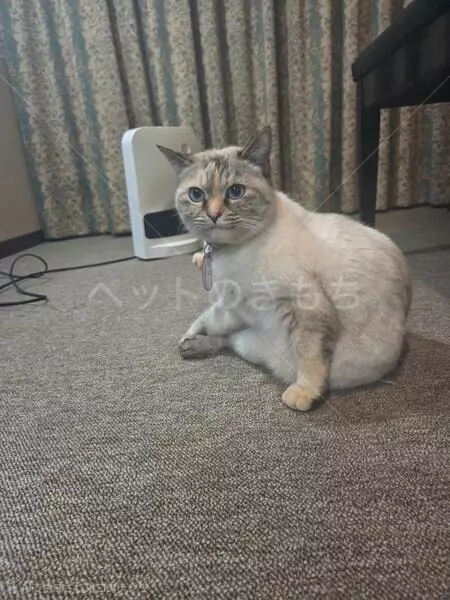 コメントの画像