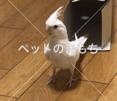 迷子鳥の画像