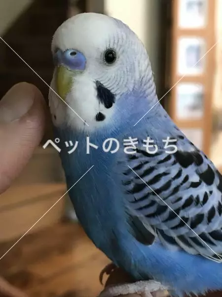 迷子鳥の画像