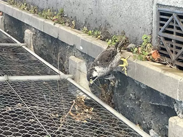 コメントの画像