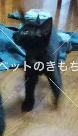 迷子猫の画像