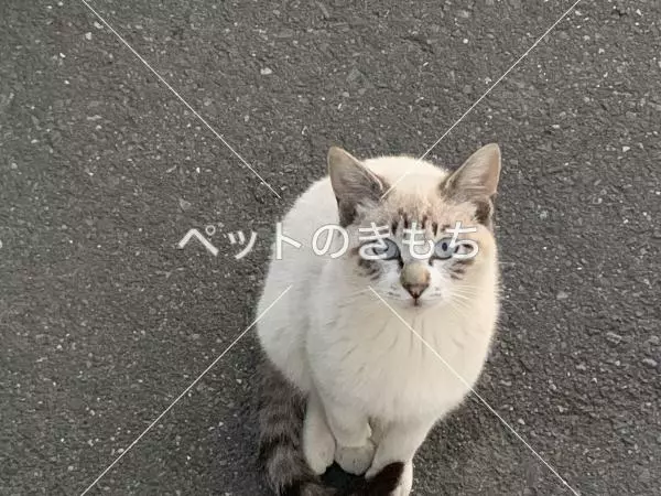 迷子猫の画像
