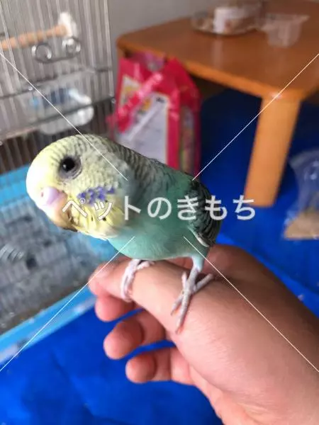 コメント投稿の画像