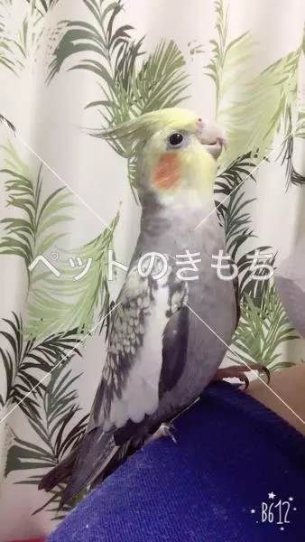 迷子鳥の画像