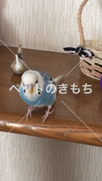 迷子鳥の画像