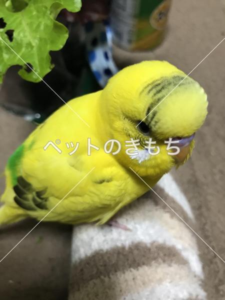 迷子鳥の画像