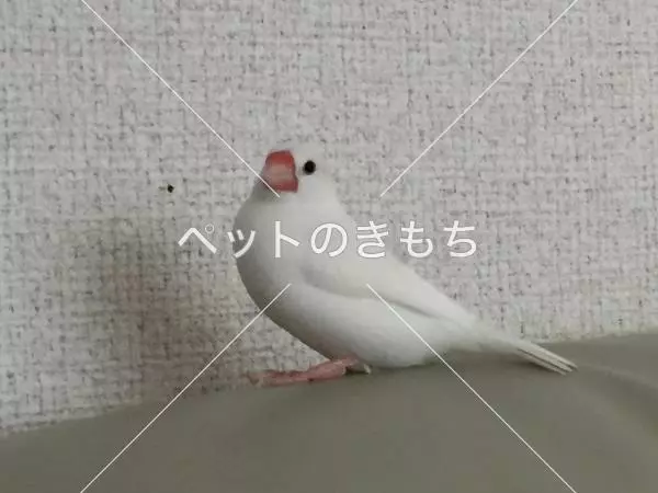 迷子鳥の画像