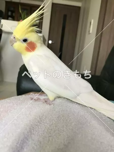 迷子鳥の画像