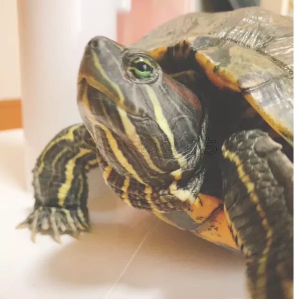 迷子ペットの画像