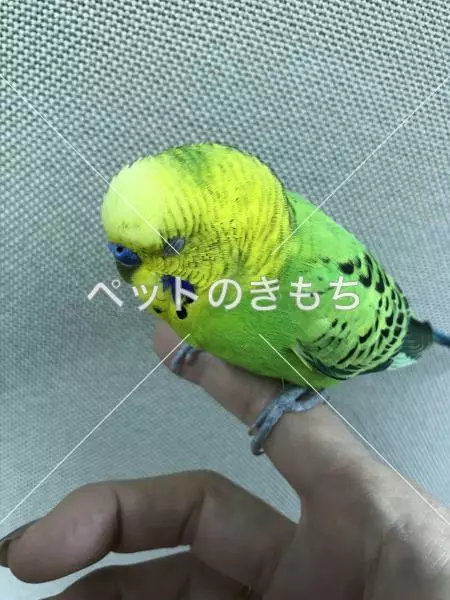 コメント投稿の画像