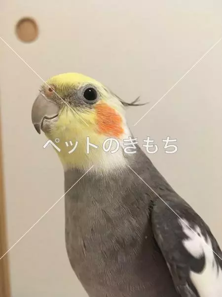 コメント投稿の画像