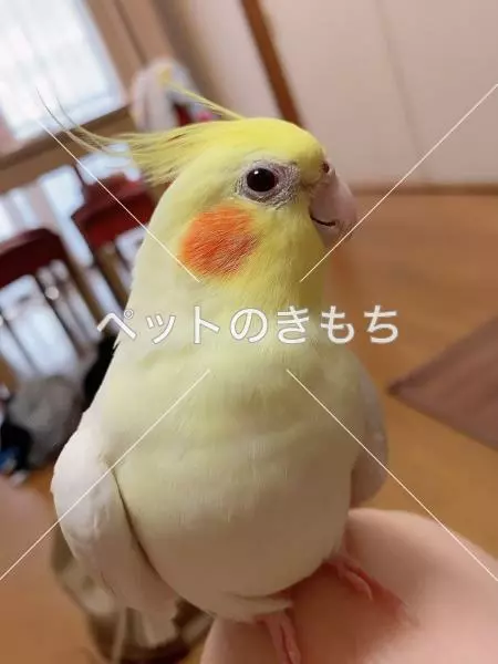 迷子鳥の画像