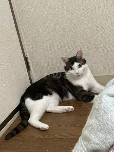 迷子猫の画像
