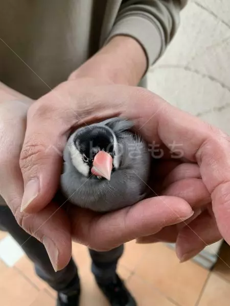 コメントの画像