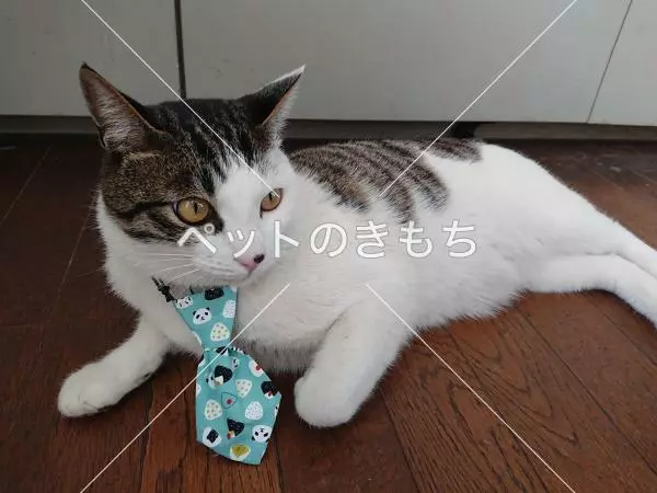 迷子猫の画像