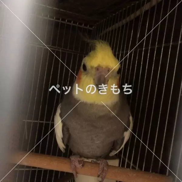 迷子鳥の画像