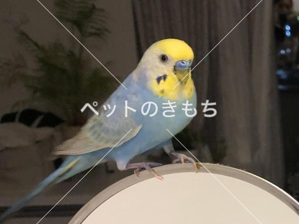 迷子鳥の画像