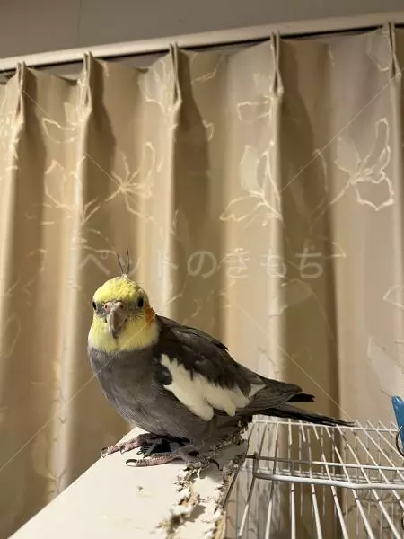迷子鳥の画像