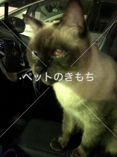 保護猫の写真