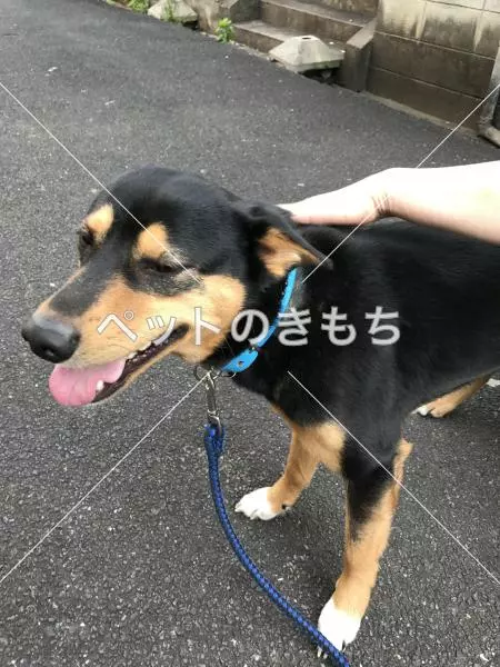 迷子犬の画像