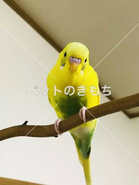 迷子鳥の画像