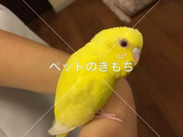 迷子鳥の画像