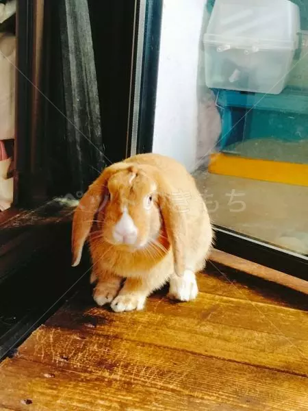 迷子ペットの画像