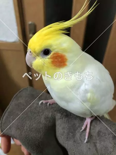 迷子鳥の画像