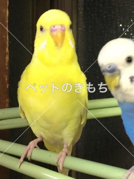 迷子鳥の画像