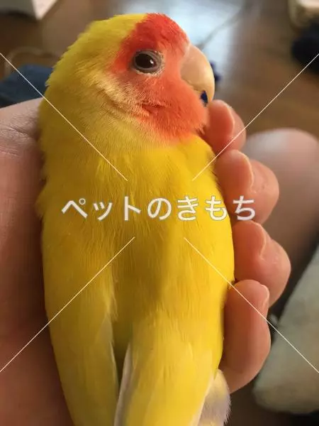 迷子鳥の画像