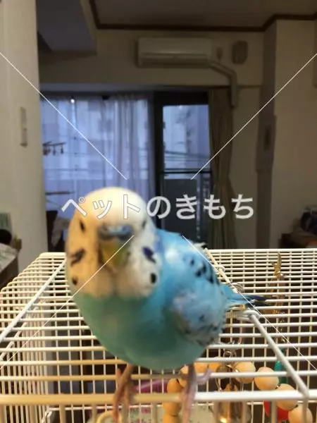 迷子鳥の画像