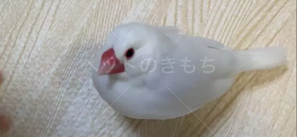 迷子鳥の画像