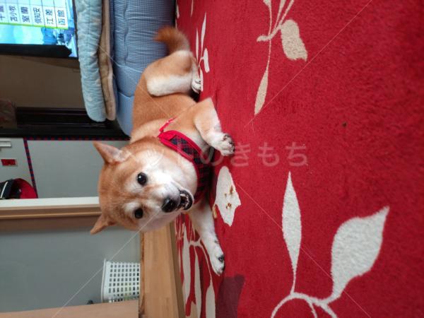 迷子犬の画像