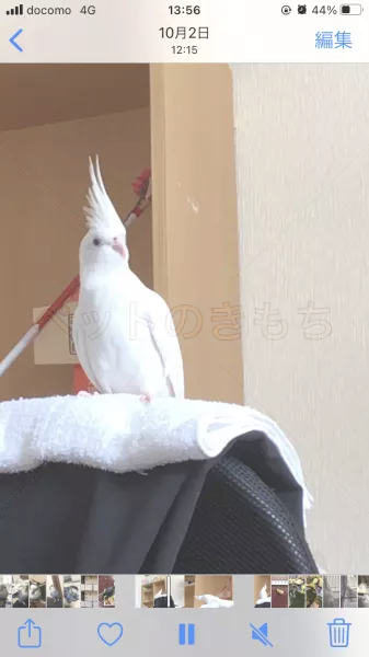 迷子鳥の画像