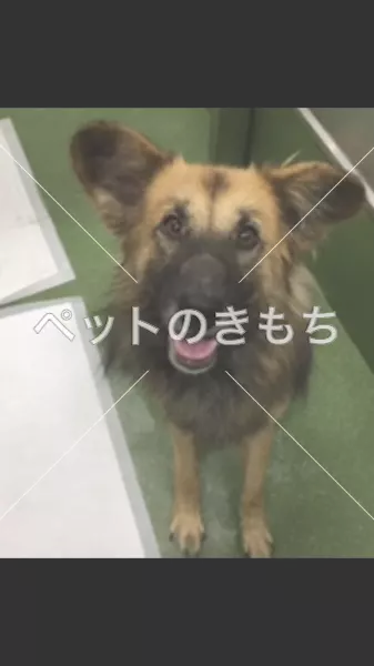 コメント投稿の画像