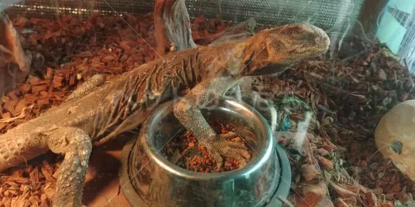 迷子ペットの画像