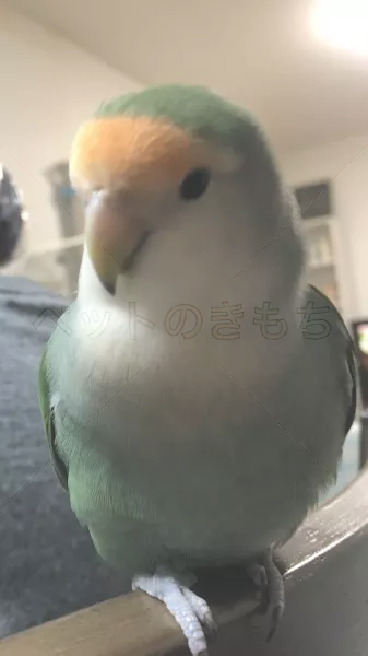 迷子鳥の画像