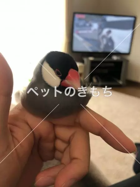 迷子鳥の画像