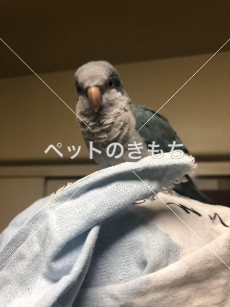 東京都で鳥が迷子になりました 鳥の種類 オキナインコ 投稿no 144 1