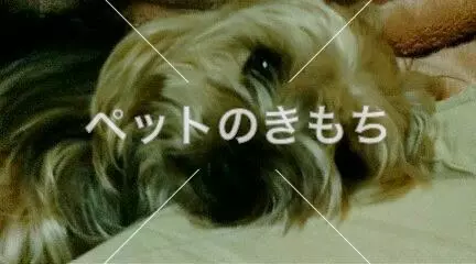 迷子犬の画像