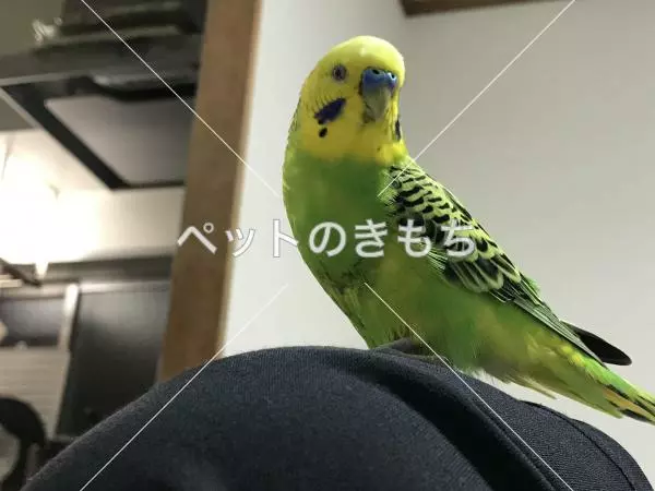 コメント投稿の画像