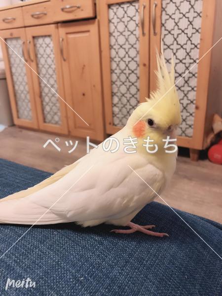 迷子鳥の画像