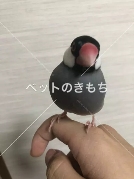 迷子鳥の画像