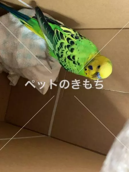 コメント投稿の画像